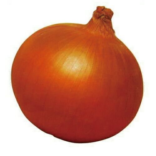 玉ねぎ苗 | 菜園くらぶ 種と苗と園芸資材の専門店