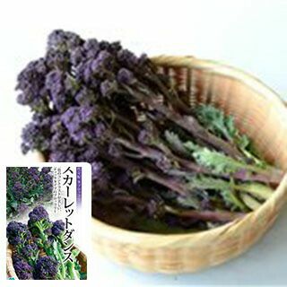 紫茎ブロッコリー 種 【 スカーレットダンス 】