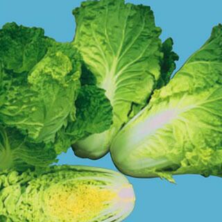 ハクサイ 種 【 レタサイ 】