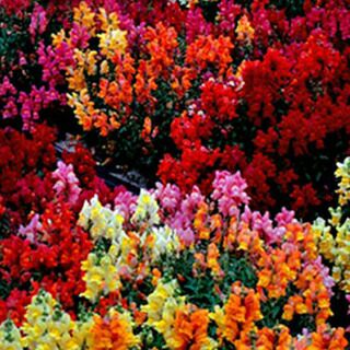 金魚草 種 【 マジックカーペット混合 】