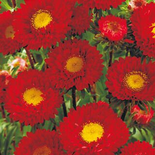 アスター 種 【 くれない 】