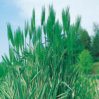 むぎ 種 【 笹の雪 】