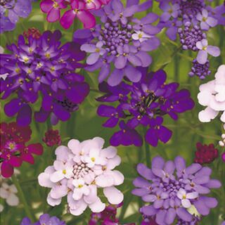 キャンディタフト 種 【 混合 】