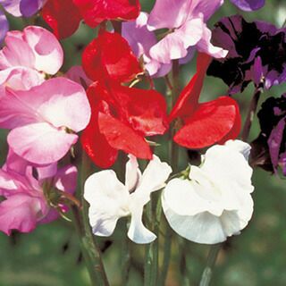 スイートピー 種 【 ロイヤル 混合 】