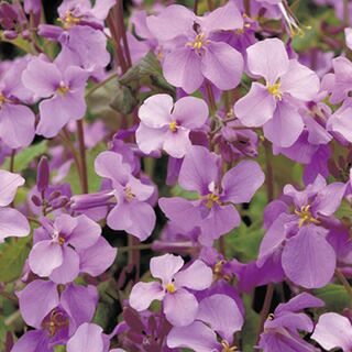 紫花菜 オオアラセイトウ 種 【 紫花菜 】