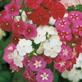 フロックス 種 【 フロックス ドラモンディ混合 】