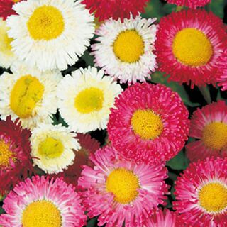デージー 種 【 エトナ混合 】