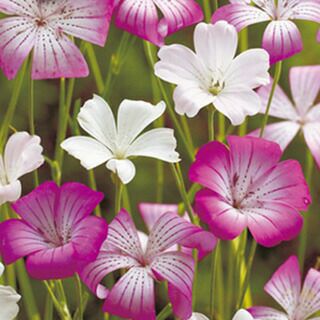 アグロステンマ 種 【 ラブリーミックス 】