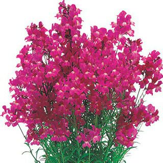 リナリア 姫金魚草 種 【 マゼンタローズグッピー 】 1ml （ リナリア 姫金魚草の種 ）