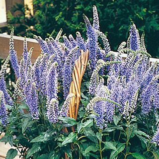 ベロニカ 種 【 ブルーブーケ 】