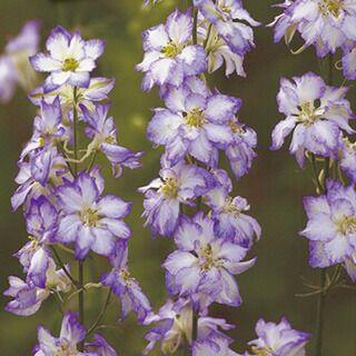 千鳥草 種 【 カンヌ ブルーピコティ 】