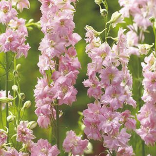 千鳥草 種 【 カンヌ クリスタルピンク 】