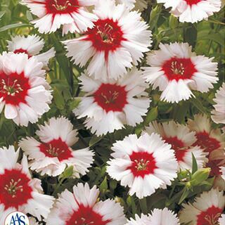 石竹 ダイアンサス 種 【 F1スノー ファイヤー 】