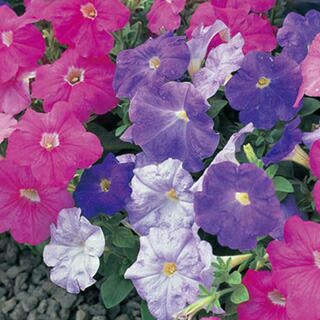 ペチュニア 種 【 F1ロンド エッセンス スイートメモリー 】