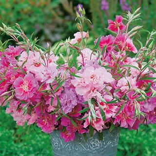 ゴデチャ 種 【 ルビガンダ混合 】