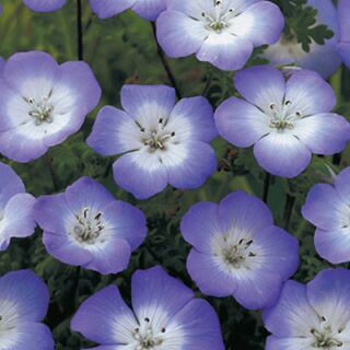 ねもふぃら購入ページ ネモフィラ 種 【 インシグニスブルー 】 10ml （ ネモフィラの種