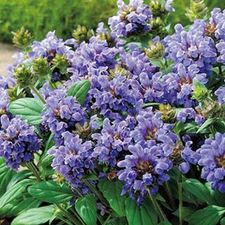 プルネラ 種 【 プルネラ フリーランダー ブルー 】