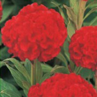 ケイトウ 種 久留米けいとう 切り花用 プライド 実咲小袋 ケイトウの種 菜園くらぶ 種と苗と園芸資材の専門店 ケイトウ 種 久留米けいとう 切り花用 プライド 実咲小袋 ケイトウの種 菜園くらぶ 種と苗と園芸資材の専門店