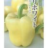 ピーマン 種 【 パプリ　ホワイト 】 9粒 （ 種 野菜 野菜種子 野菜種 ）