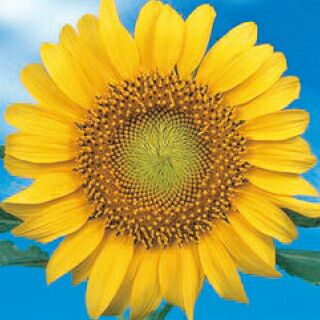 ひまわり 種 【 サンスポット 】