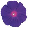 朝顔 種 【 富士の紫 】 PRIMAX1000粒 （ 朝顔の種 ）