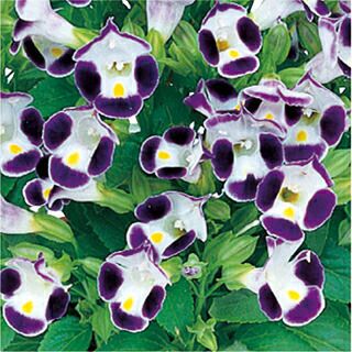 トレニア 種 【 サイクロン ブルーアンドホワイト 】 ペレット1000粒 （ トレニアの種 ）