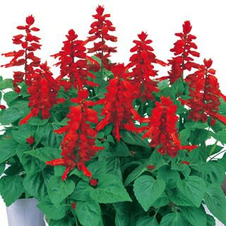 サルビア 種 【 モハベ レッド 】 1000粒 （ サルビアの種 ）