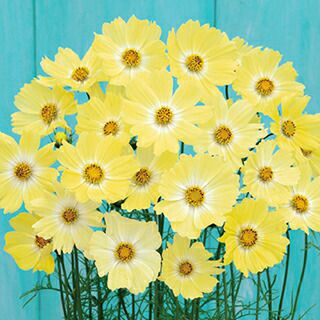 コスモス 種 【 イエローキャンパス 】 実咲