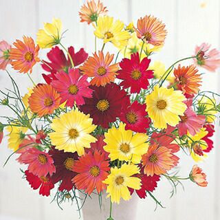 コスモス 種 【 キャンパスミックス 】 実咲