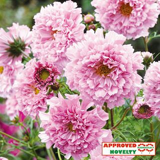 コスモス 種 【 ダブルクリック ローズボンボン 】 1000粒 （ コスモスの種 ）