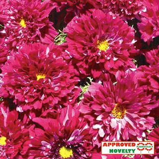 コスモス 種 【 ダブルクリック クランベリー 】 1000粒 （ コスモスの種 ）