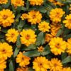 百日草（ジニア） 種 【 プロフュージョンダブル ゴールデン 】 1000粒 （ 百日草（ジニア）の種 ）