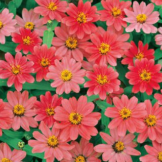百日草（ジニア） 種 【 プロフュージョン コーラルピンク 】 1000粒 （ 百日草（ジニア）の種 ）