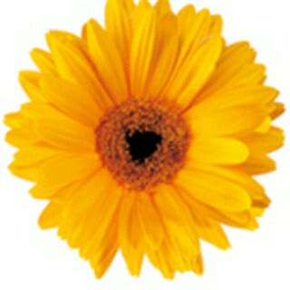 ガーベラ 種 【 フェスティバル イエローアイ 】 100粒 （ ガーベラの種 ）