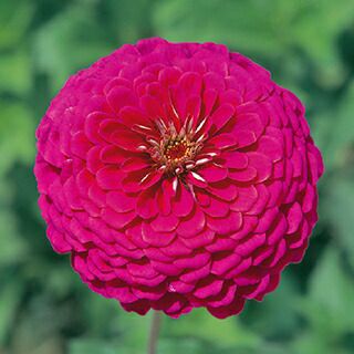 百日草（ジニア） 種 【 ロイヤル パープル 】 1dl （ 百日草（ジニア）の種 ）