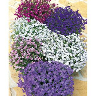 ロベリア 種 【 リビエラ ミックス 】 マルチペレットシード1000粒 （ ロベリアの種 ）