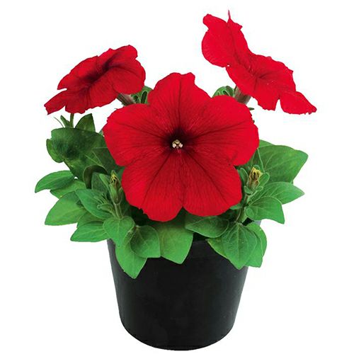 ペチュニア 種 【 エコチュニア レッド 】 ペレット1000粒 （ ペチュニアの種 ）