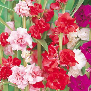 ホウセンカ 種 【 カメリア咲き混合 】 実咲