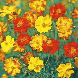 コスモス 種 【 ブライトライト 混合 】 1dl （ コスモスの種 ）