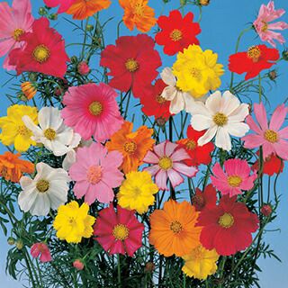 コスモス 種 【 パレード 特選混合 】 1L （ コスモスの種 ）
