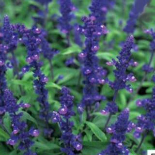 サルビア 種 【 ファリナセア ビクトリアブルー 】 実咲 （ サルビアの種 ）