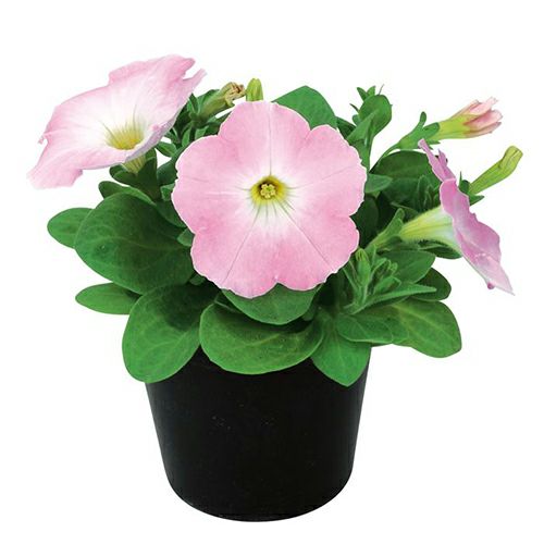 ペチュニア 種 【 エコチュニア ラベンダーピンク 】 ペレット1000粒 （ ペチュニアの種 ）