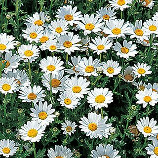 クリサンセマム 種 【 ノースポール 】 実咲