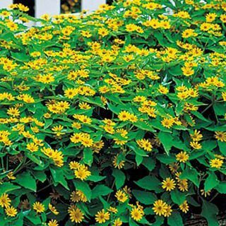 メランポディウム 種 【 ミリオン ゴールド 】