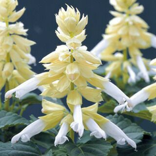 サルビア 種 【 フラメンコ ホワイト 】