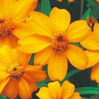 百日草（ジニア） 種 【 プチランド オレンジ 】