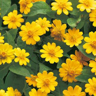 メランポディウム 種 【 パラダイス 】