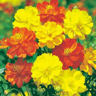 コスモス（秋桜） 種 【 サニー混合 】