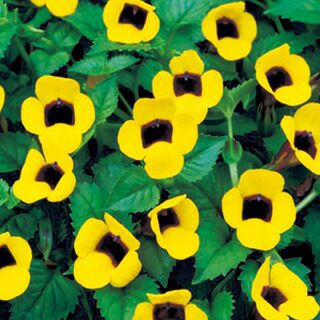 トレニア 種 【 バイロニー 】