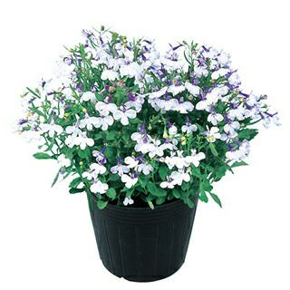 ロベリア 種 【 リビエラ ブルースプラッシュ 】 マルチペレット1000粒 （ ロベリアの種 ）